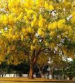 Golden Shower Plant. 