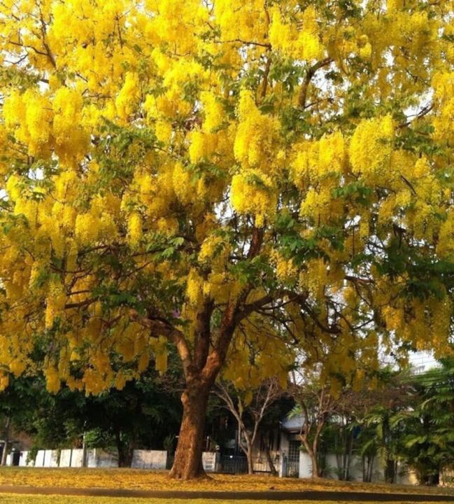 Golden%20Shower%20Plant%20-%20Image%203