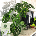 The Swiss cheese plant / Monstera adansonii with black pot. 