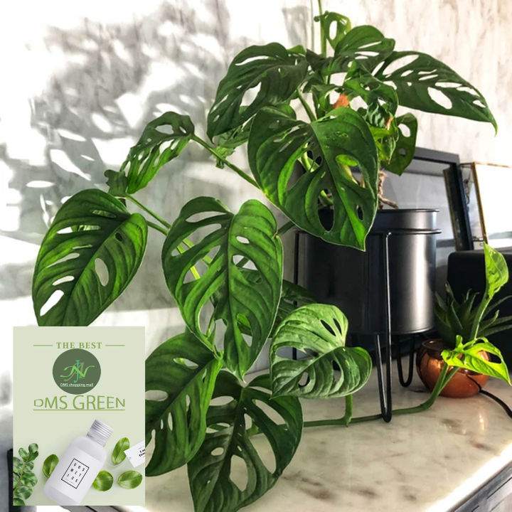 The%20Swiss%20cheese%20plant%20/%20Monstera%20adansonii%20with%20black%20pot%20-%20Image%207