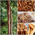 Cinnamon Plant. 