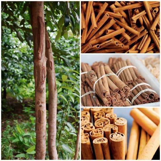 Cinnamon%20Plant%20-%20Image%204