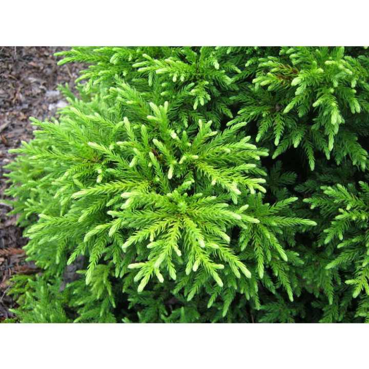 Magic Dragon Japanese Cedar plant | Daraz.lk