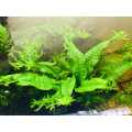 Microsorum Pteropus - Live Aquarium Plants. 