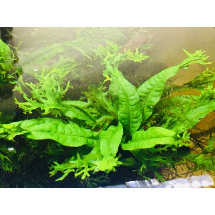 Microsorum Pteropus - Live Aquarium Plants