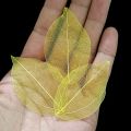 40pcs /Bag Multi-Color Natural Skeleton Leaf Dry Leaves Scrapbooking DIY Material Natural Magnolia Leaf Vein Student bookmark. 