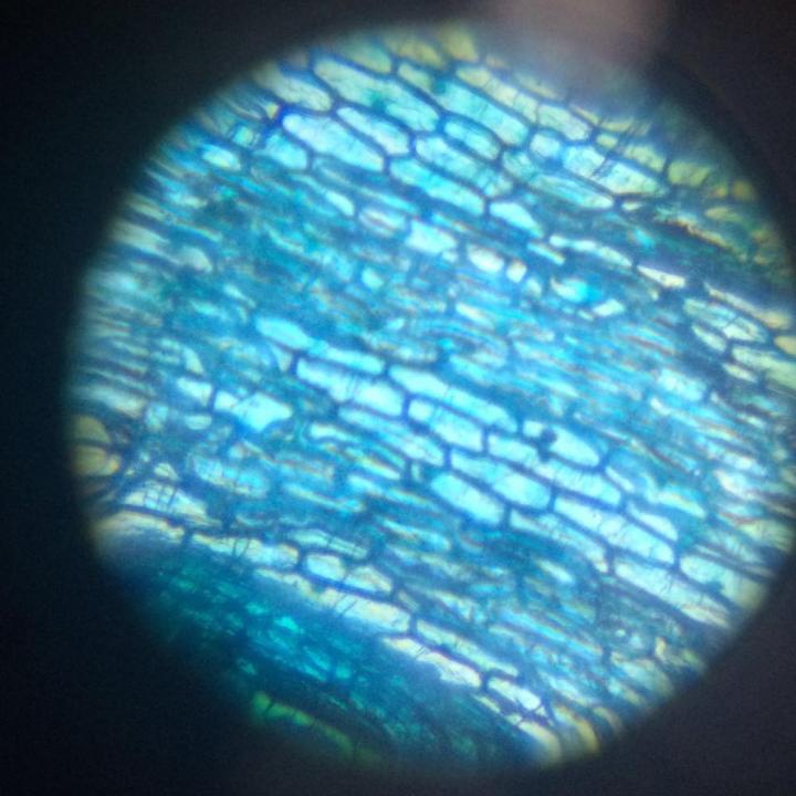 %E3%80%90Exclusive%20Offer%E3%80%91Kids%20Microscope%20Kit%20Science%20Lab%20LED%20100-1200X%20Biological%20Microscope%20Home%20School%20Educational%20Toys%20children%20Optical%20Instruments%20-%20Image%207