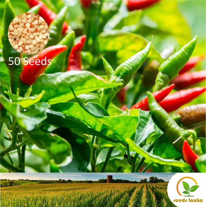 %E0%B6%9A%E0%B7%9C%E0%B6%A0%E0%B7%8A%E0%B6%A0%E0%B7%92%2050%20Seeds%20Tabasco%20Pepper%20Kochchi%20Miris%20Chili%20for%20Natural%20Organic%20Farming%20Vegetable,%20Fruit%20&%20flower%20Seed%20-%20Image%203