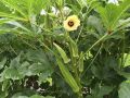 Okra M.I.5 Seeds Banndakka Beeja 50g බණ්ඩක්කා බීජ Home Gardening Agriculture. 
