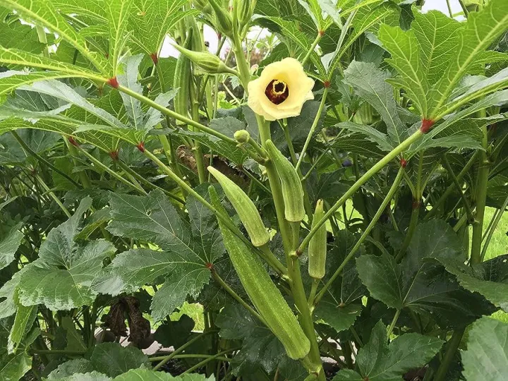 Okra%20M.I.5%20Seeds%20Banndakka%20Beeja%2050g%20%E0%B6%B6%E0%B6%AB%E0%B7%8A%E0%B6%A9%E0%B6%9A%E0%B7%8A%E0%B6%9A%E0%B7%8F%20%E0%B6%B6%E0%B7%93%E0%B6%A2%20Home%20Gardening%20Agriculture%20-%20Image%205
