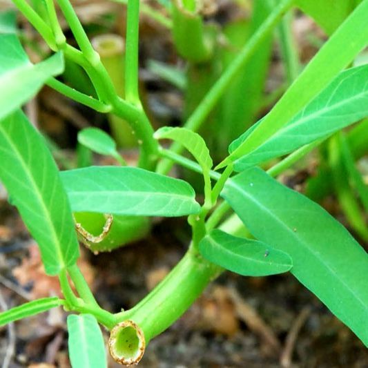 Thai%20Water%20Spinach%20Seeds%20Kang%20Kong%20Beeja%20%E0%B6%9A%E0%B6%82%E0%B6%9A%E0%B7%94%E0%B6%82%20%E0%B6%B6%E0%B7%93%E0%B6%A2%20100g%20-%20Image%203