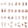 15 Styles 2pcs Natural Shell Pendant Conch Shell Charms Pendant Natural At Random For DIY Jewelry Necklaces Making Accessories. 