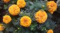 Marigold Seeds 0.5g දහස්පතියා බීජ Dahaspethiya beeja Home Gardening Agriculture. 