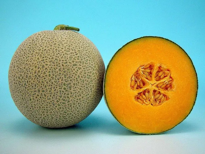 Melon%20Cantaloupe%20Dignity%20F1%20Hybrid%2010g%20Pack%20Home%20Gardening%20Agriculture%20-%20Image%204