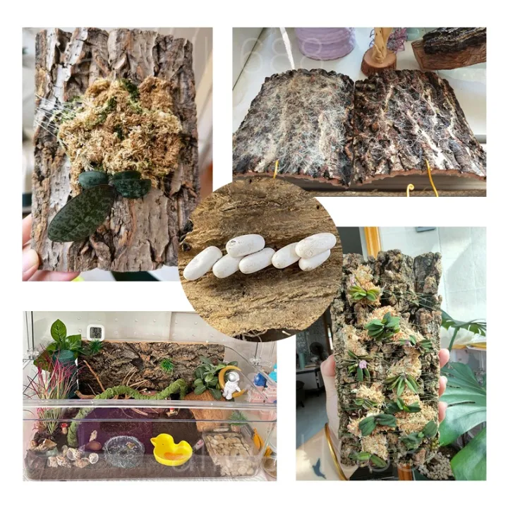 Natural%20Reptile%20Bark%20Cork%20Bark%20Hide%20for%20Isopods%20-%20Reptiles%20Exotic%20Pets%20Terrariums%20-%20Image%208