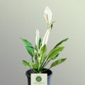 Peace Lilies - Live Plant, Indoor Plant. 