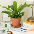 The Bird's Nest Fern/ Asplenium nidus plant with black pot. 