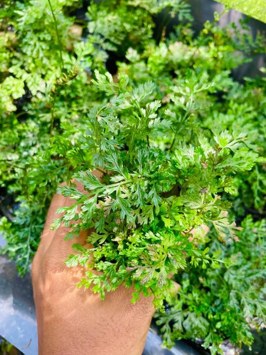 mini%20bolbitis%20aquarium%20plant%20-%20Image%206