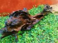 Aquarium Natural Tree Trunk Driftwood Fish Tank Plant Wood Decoration. 