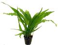 Java Fern/Large size/Aquarium live plants/Aqua scaping/Live plants. 
