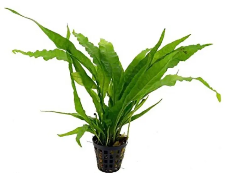 Java%20Fern/Large%20size/Aquarium%20live%20plants/Aqua%20scaping/Live%20plants%20-%20Image%202