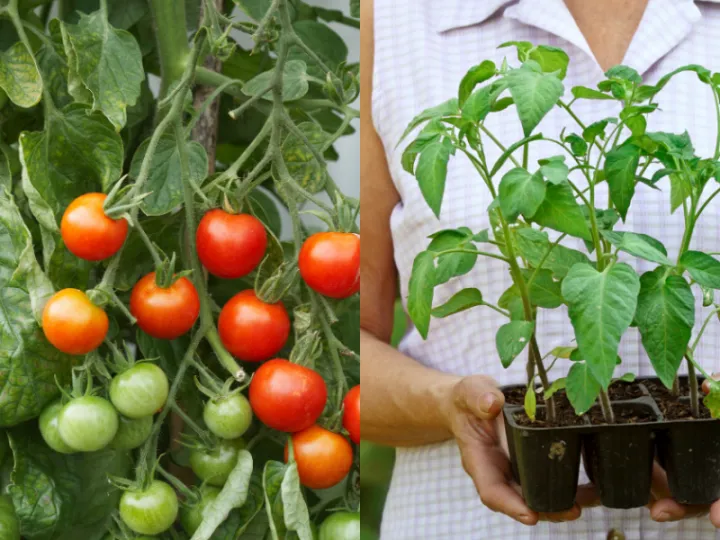 YaraMila%20N:P:K%2021:7:14%20UPL%20CIC%20Fertilizer%20Agriculture%20Gardening%20100g/200g/1kg%20-%20Image%205