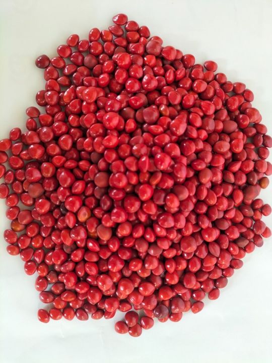 Madatiya%20Seeds%20Adenanthera%20Pavonina%20100%25%20Ceylon%20Organic%20Natural%20Sri%20Lanka%20New%2050%20seeds%20pack%20in%20daraz%20flyer%20-%20Image%204