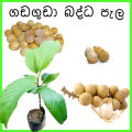 Langsat Grafted plants. 