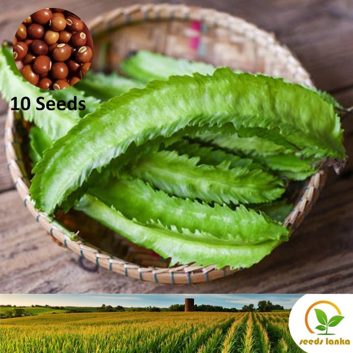 දඹල Winged Bean 10 Seeds for Natural Organic Farming Vegetable, Fruit & flower Dambala Dabala Seed