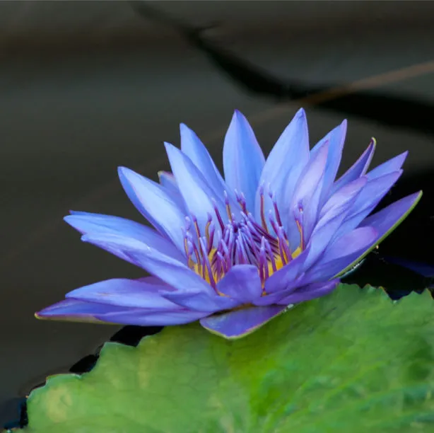 20%20Blue%20Lotus%20Seeds,%20Rare%20Nymphaea%20Nouchali,%20Water%20Lilly%20Flower%20Seeds,%20With%20Planting%20Instructions%20-%20Image%206