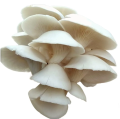 Mushroom Seeds Home Garden High Quality 20g. 