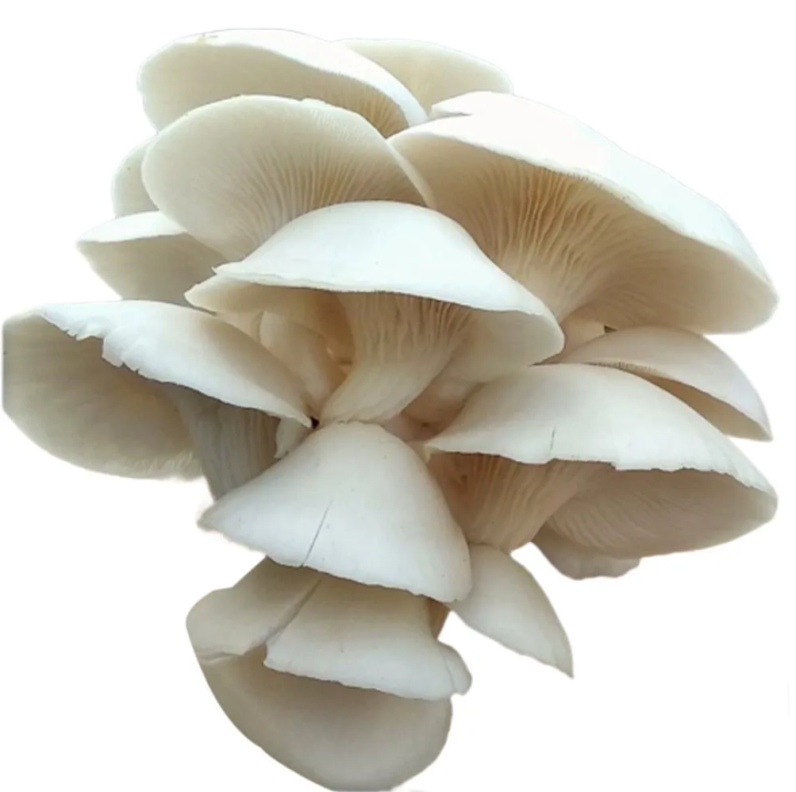 Mushroom Seeds Home Garden High Quality 20g