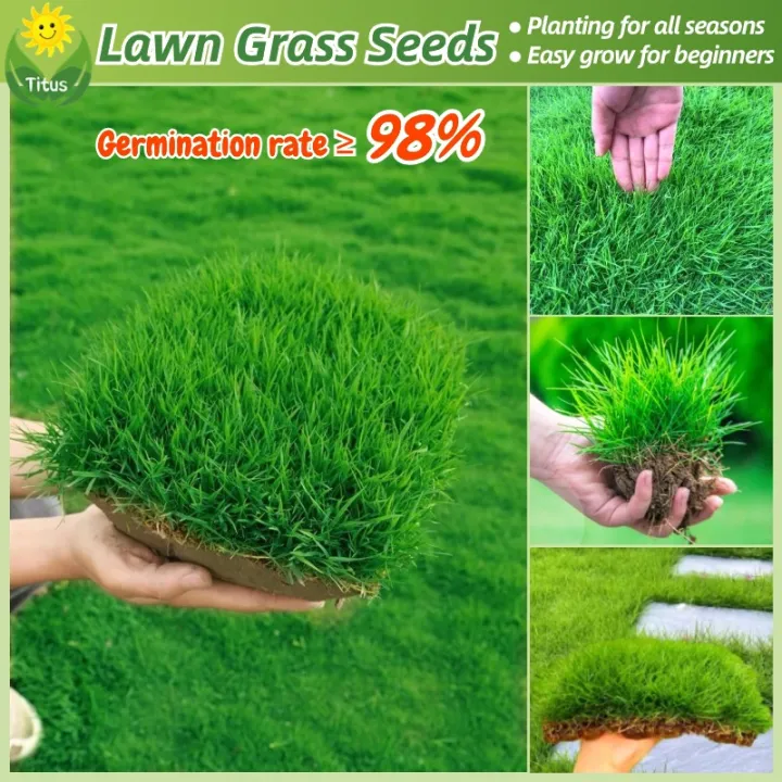 100% Legit Lawn Grass Seed (200pcs, ) Bermuda Grass   Grass Seeds for Lawn Garden Decor Golf Course Tall Fescue Turf Greening Grass Seeds Bonsai Flower Seeds for  & Gardening Real Air Purifying   Flowers