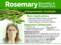 Dried Rosemary Leaves - 20g Pack of 100% Natural Herbal Seasoning. 