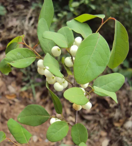 Katupila%2025g%20-%20Image%203