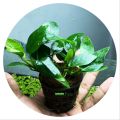 Anubias nana EXPORT QUALITY natural ( 2 PLANT in 01 POT  ) Large size for your aquarium Anubias nana High-quality Live Aqua plants from sapling cloud  Decoration Aquascaping natural live plant aquarium plant Anubias Nana Petite Easy Live Aquarium Plants. 