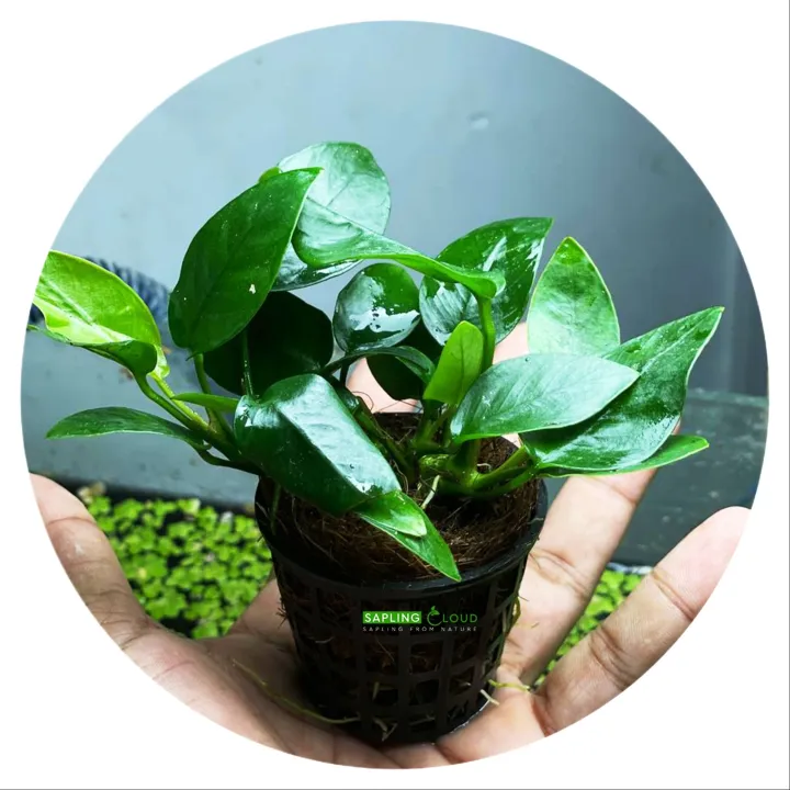 Anubias%20nana%20EXPORT%20QUALITY%20natural%20(%202%20PLANT%20in%2001%20POT%20%20)%20Large%20size%20for%20your%20aquarium%20Anubias%20nana%20High-quality%20Live%20Aqua%20plants%20from%20sapling%20cloud%20%20Decoration%20Aquascaping%20natural%20live%20plant%20aquarium%20plant%20Anubias%20Nana%20Petite%20Easy%20Live%20Aquarium%20Plants%20-%20Image%202
