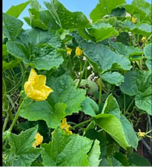 Puhul%20Seeds%20For%20Home%20Garden%20-%20Image%206