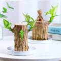 Mini Brazil Wood Green Plant Pot. 