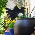 Magpie Simulation Bird Realistic Lifelike Artificial Bird Figurine Statue For Outdoor Lawn Photography Prop Garden Art. 