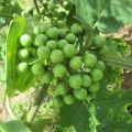 Turkey Berry Seeds Thibbatu Beeja 0.5g Home Gardening Agriculture. 