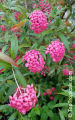 panama rose plant. 