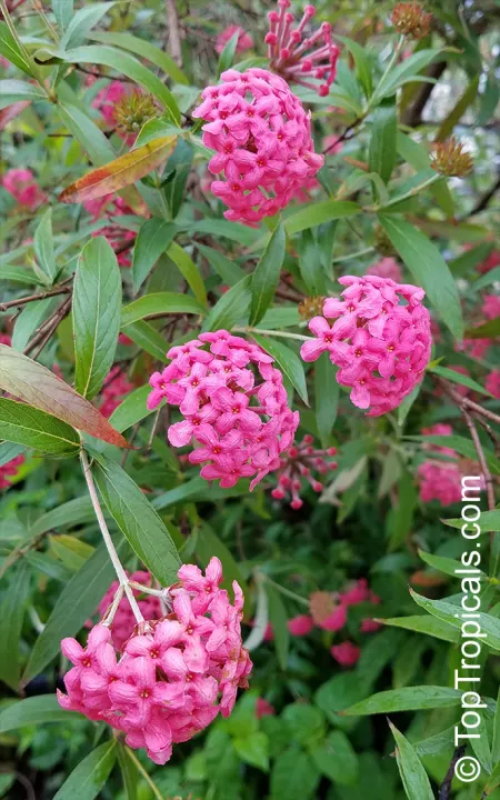 panama%20rose%20plant%20-%20Image%204