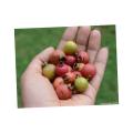 Jam Pera Plants,Natural Guava Plants,Live Jam Guava Plants,Natural Fruits Plants. 