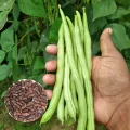 Bush Beans Seeds පදුරු බෝංචි බීජ 4g Home Gardening Agriculture. 