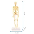 Skeleton Model Practical Ability Smooth Plastic Biological  Science Learning Kit for Kids. 