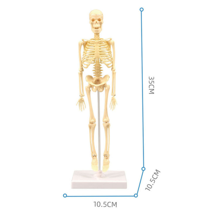Skeleton%20Model%20Practical%20Ability%20Smooth%20Plastic%20Biological%20%20Science%20Learning%20Kit%20for%20Kids%20-%20Image%203