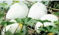 Puhul Seeds For Home Garden. 