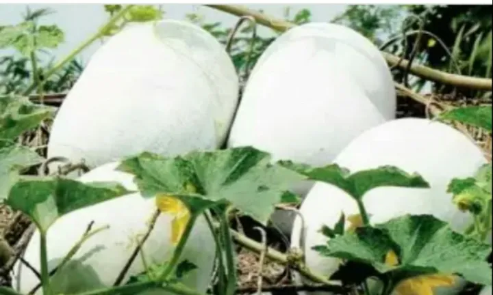 Puhul%20Seeds%20For%20Home%20Garden%20-%20Image%204