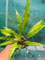 Java Fern/Large size/Aquarium live plants/Aqua scaping/Live plants. 